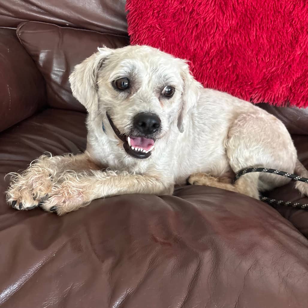 Scruffy - POODLE/MIX available for adoption in Alberta