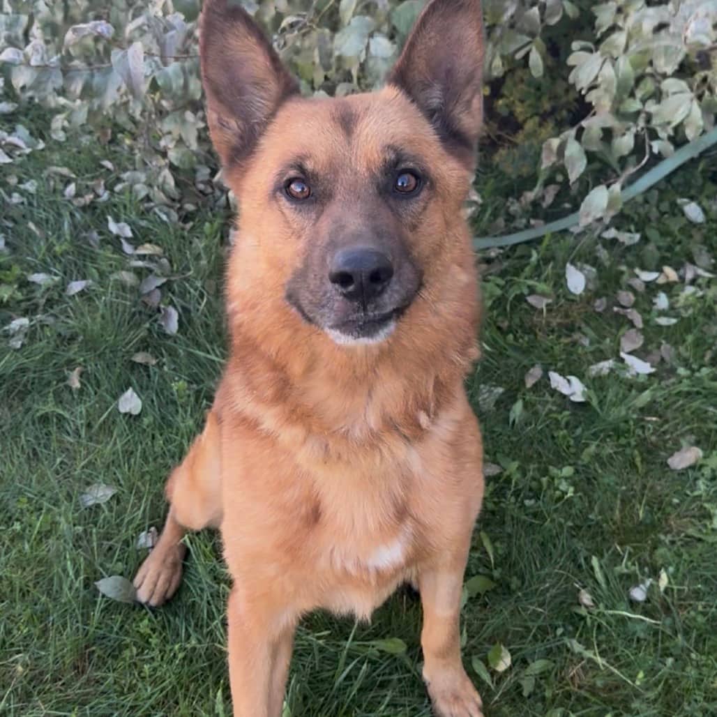 Quentin - Mixed Breed (Large) available for adoption in Calgary