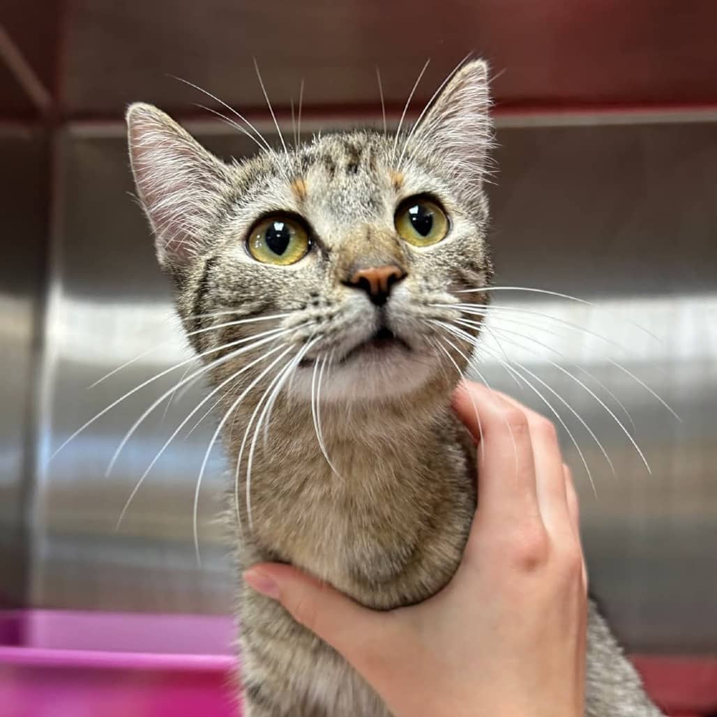 Lucky - Domestic Shorthair cat available for adoption at Humboldt & District SPCA in Humboldt