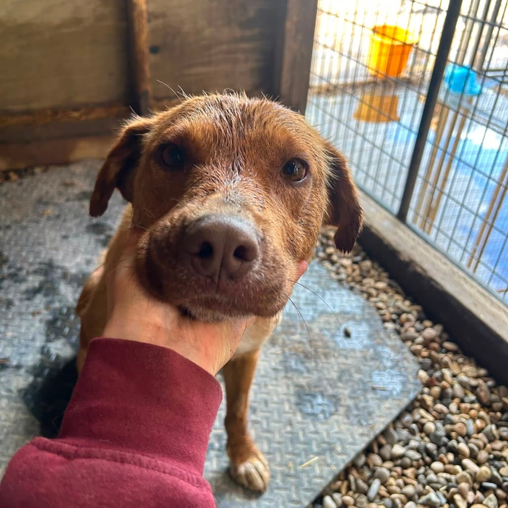 Prairie - SHEPHERD/MIX available for adoption