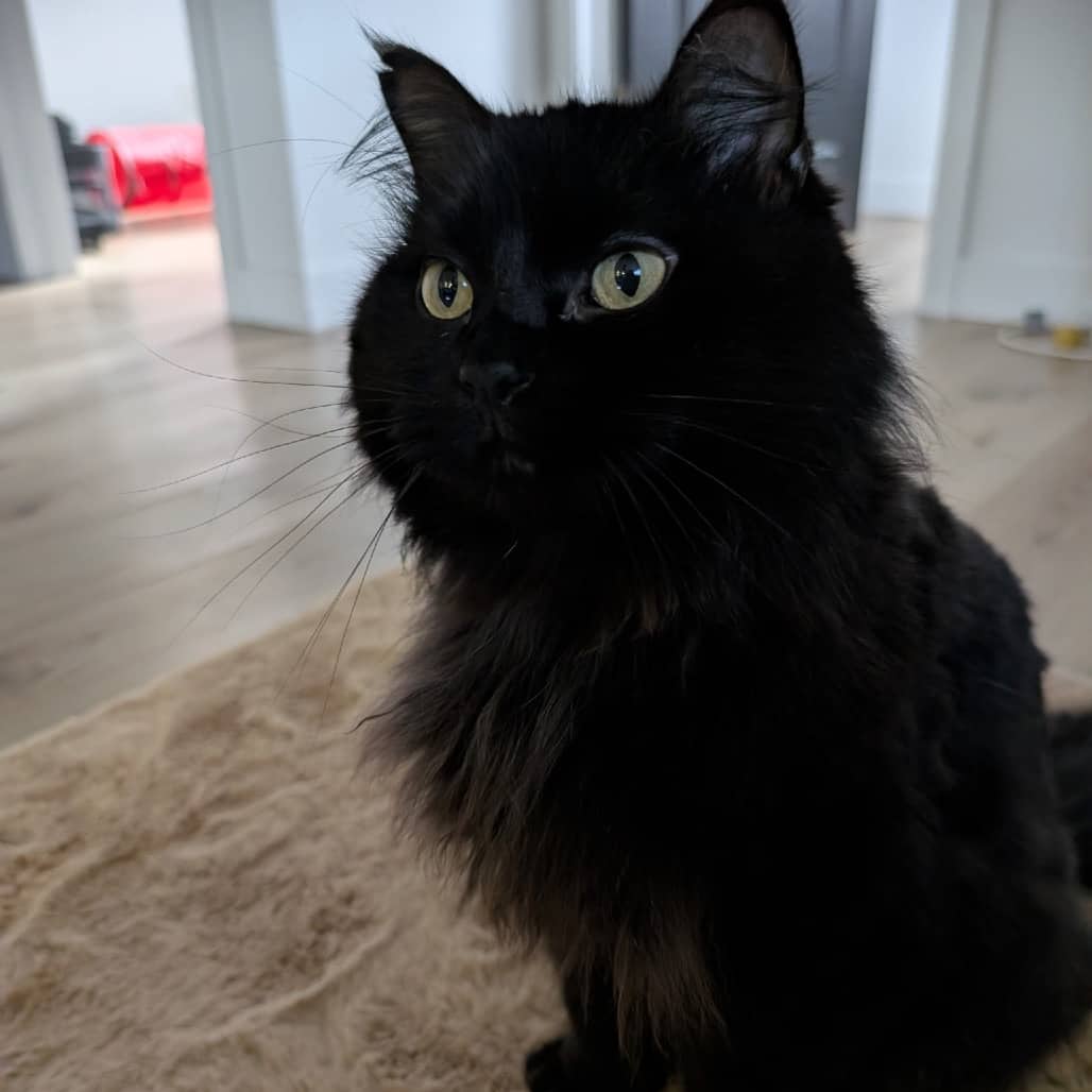 Salem - Domestic Longhair available for adoption