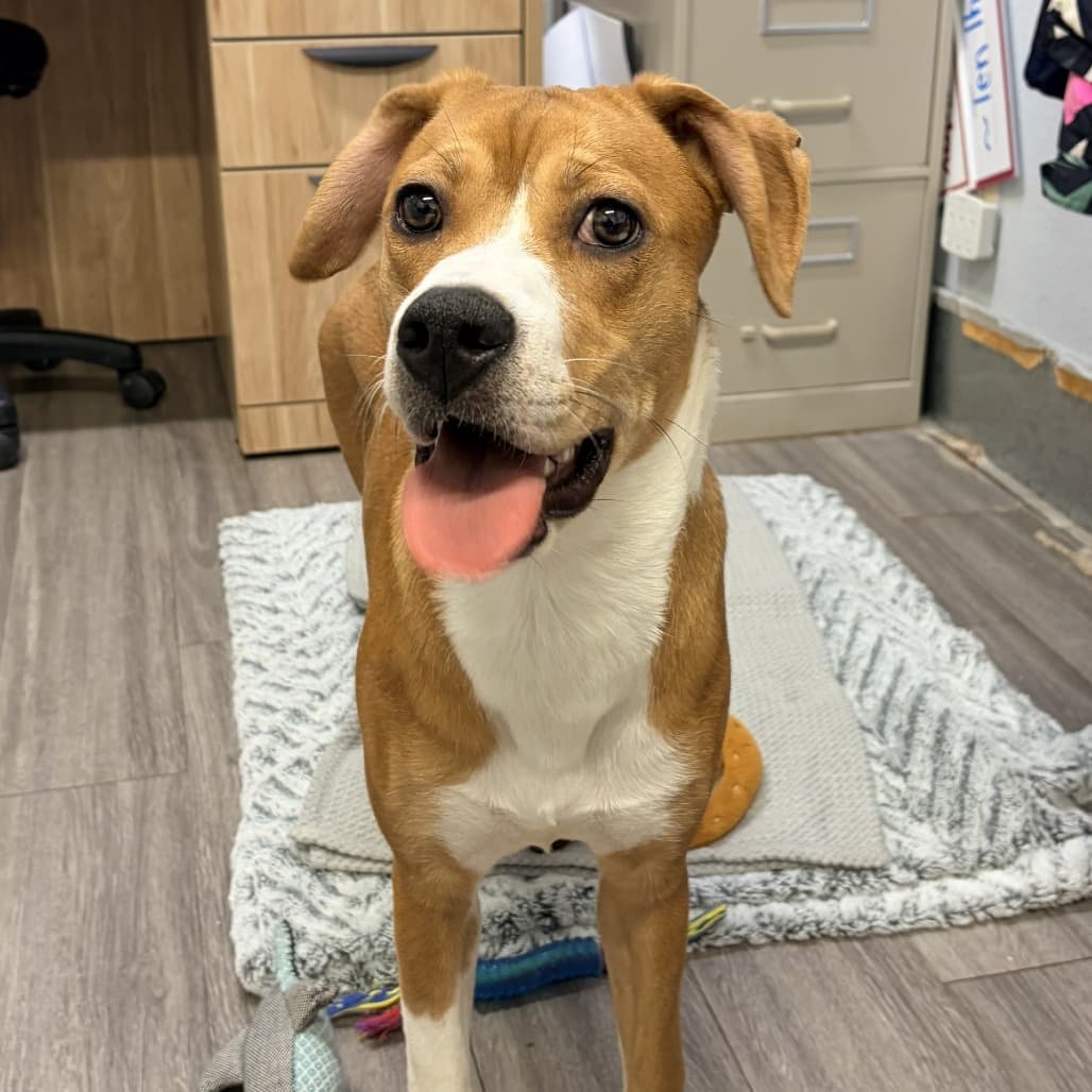 Minnie - Boxer / Mixed Breed (Medium) available for adoption in Calgary
