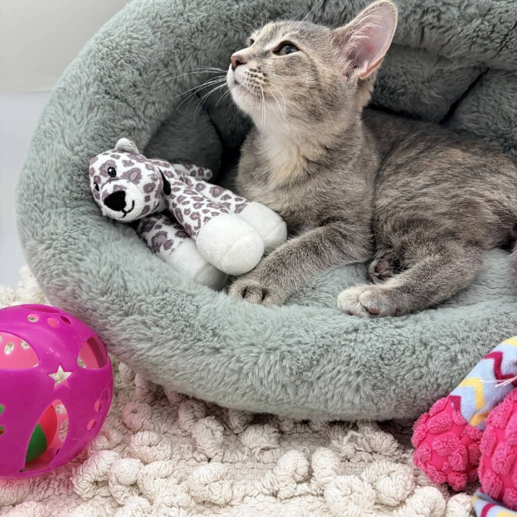 Butter - Domestic Shorthair cat available for adoption at Moose Jaw Humane Society in Moose Jaw