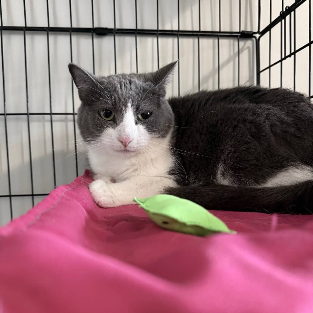 Meko - Domestic Shorthair cat available for adoption at SCARS in Edmonton (1 of 6)