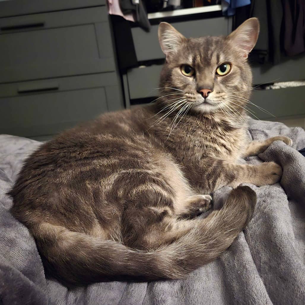 Singer - Domestic Shorthair cat available for adoption at Vancouver Orphan Kitten Rescue Association in Vancouver