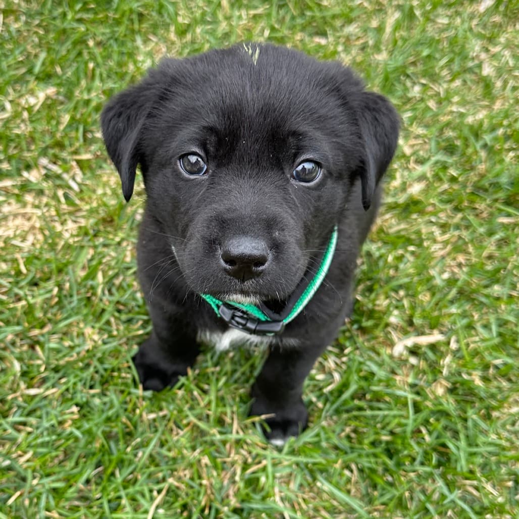 Thumper - RETRIEVER, LABRADOR/MIX available for adoption at SCARS in Calgary