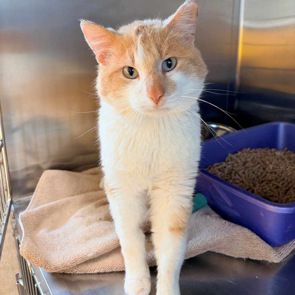 Greyson - Domestic Shorthair cat available for adoption at Moose Jaw Humane Society in Saskatchewan