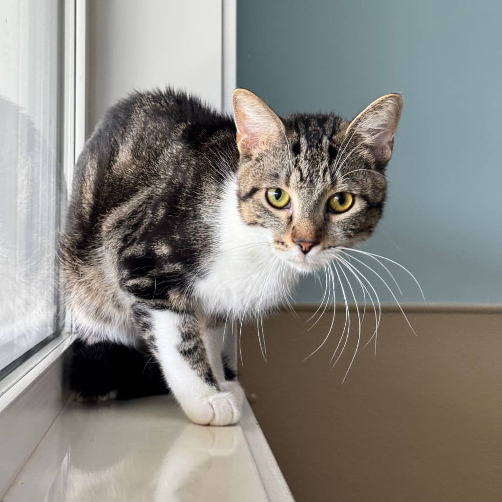 Beaver - Domestic Shorthair available for adoption