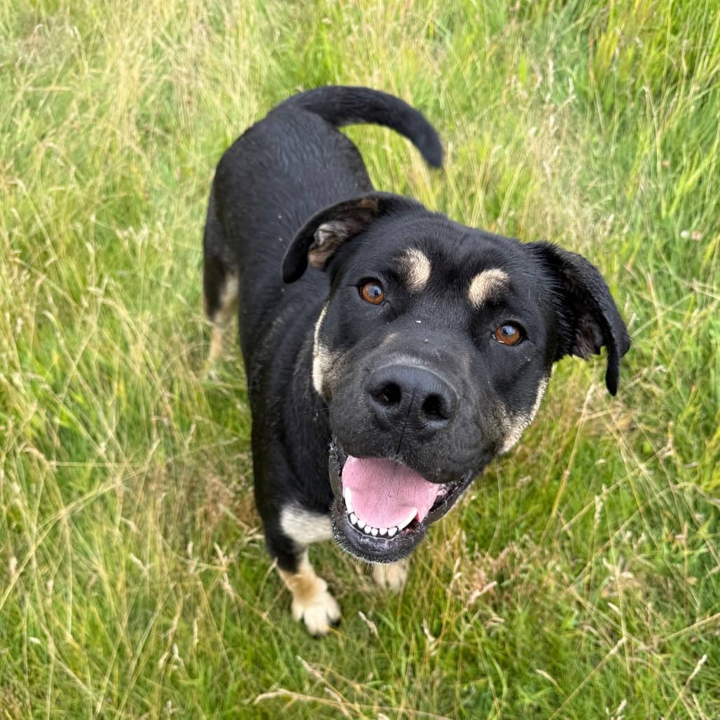 Rocky - SHEPHERD/MIX available for adoption in Calgary