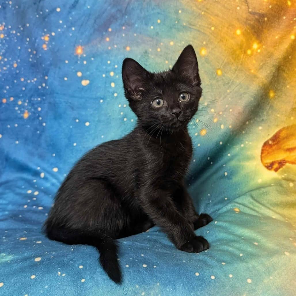 Xewioso - Domestic Shorthair cat available for adoption at Vancouver Orphan Kitten Rescue Association in Vancouver