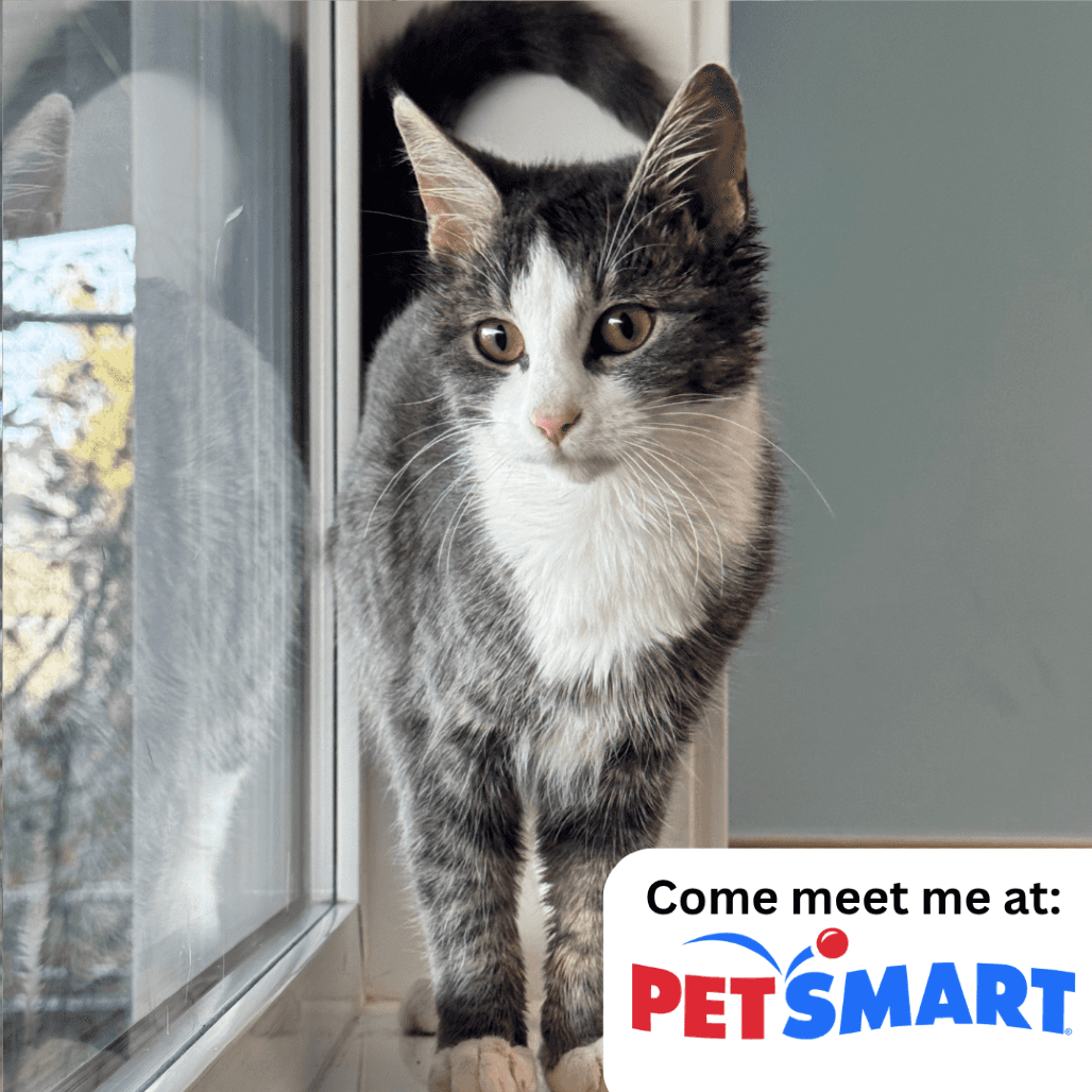Stanella - Domestic Medium Hair available for adoption
