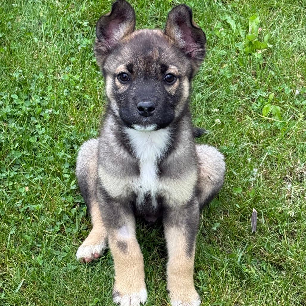 Bruno Mars - SHEPHERD/MIX available for adoption