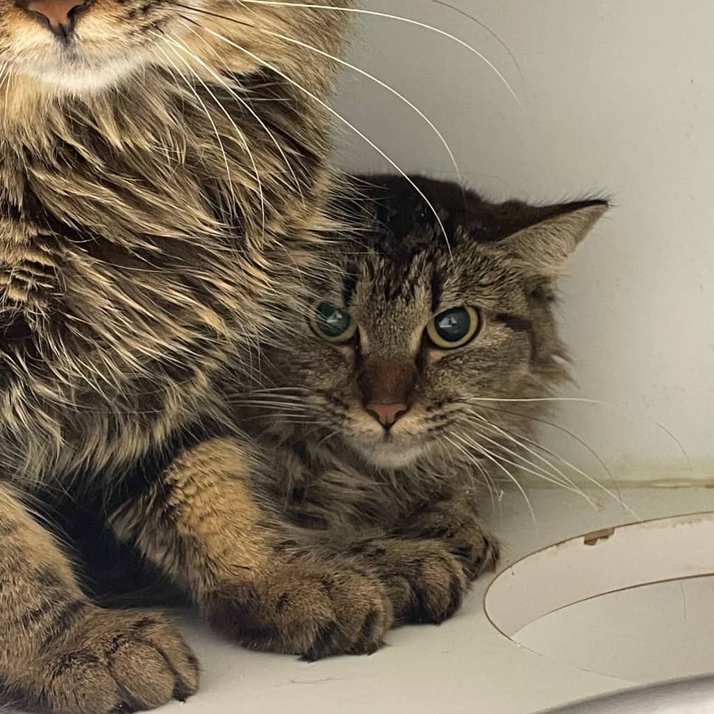 Ida - Domestic Medium Hair cat available for adoption at Battlefords Humane Society in North Battleford