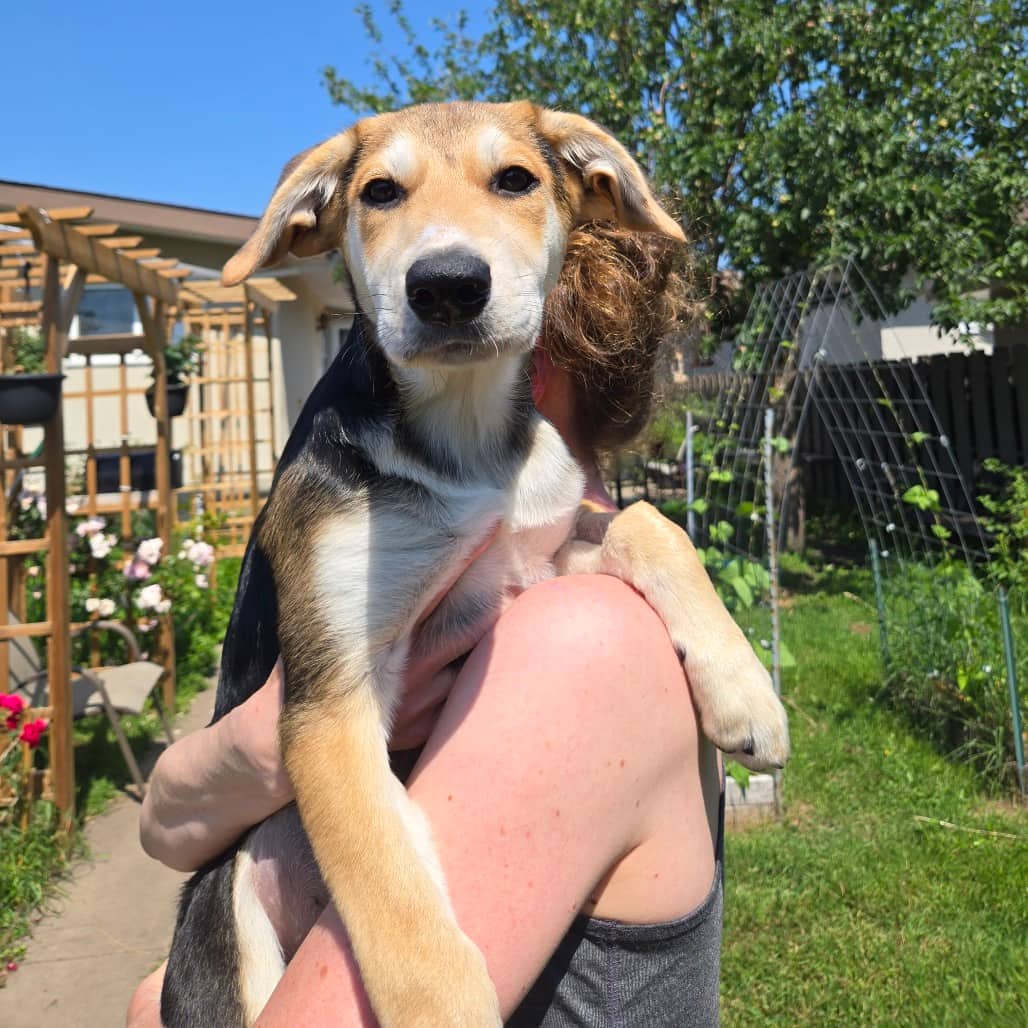 Leslie Knope - SHEPHERD available for adoption