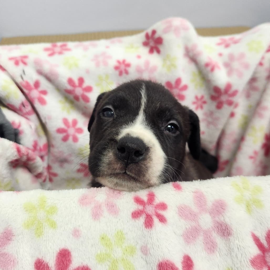 1 - Hadley - Terrier, Pit Bull / Mixed Breed (Medium) available for adoption in Saskatchewan