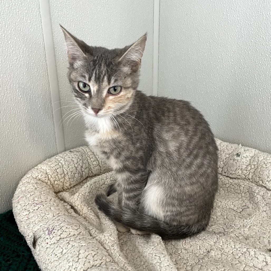 Vicky - Domestic Shorthair cat available for adoption at Battlefords Humane Society in Saskatchewan