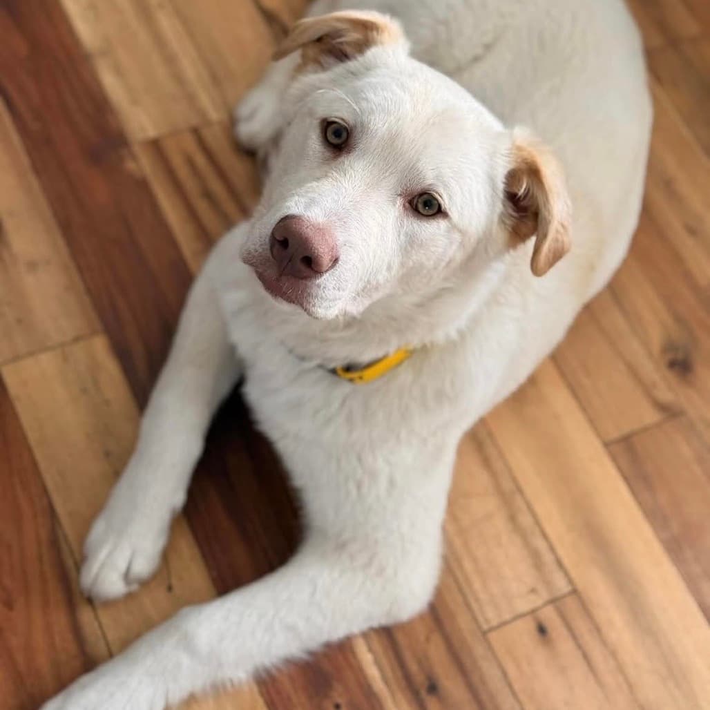 Nala - Mixed Breed available for adoption at Pause 4 Change in Calgary
