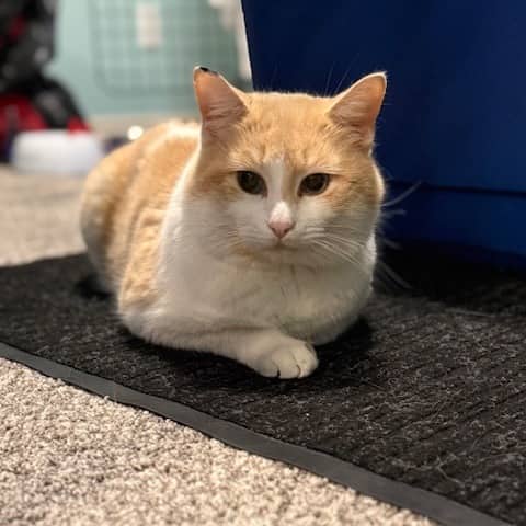 Sandy (& Clover) - Domestic Shorthair available for adoption