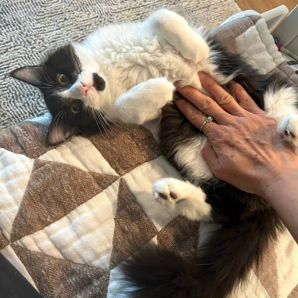 Charlie - Domestic Medium Hair cat available for adoption at Vancouver Orphan Kitten Rescue Association in Vancouver