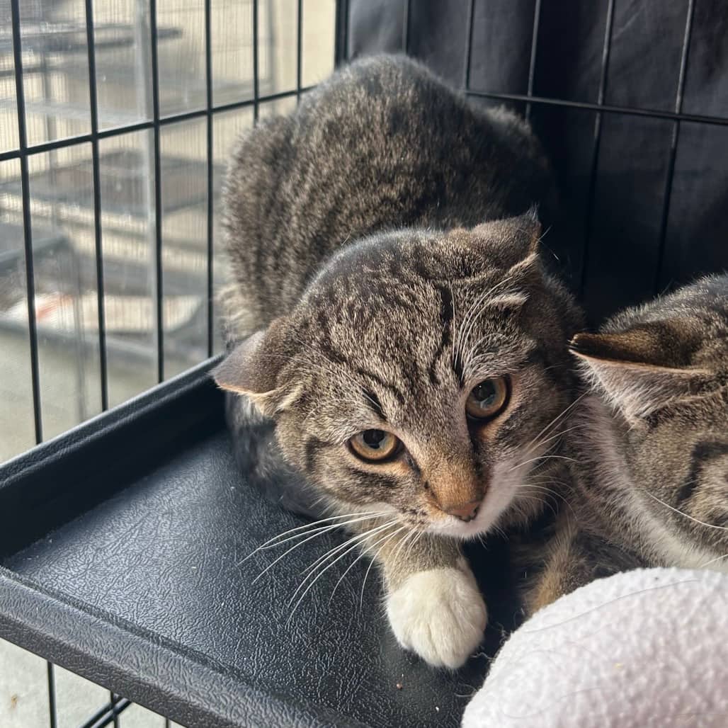 Working Cat - Buck - Domestic Shorthair cat available for adoption at SCARS in Edmonton