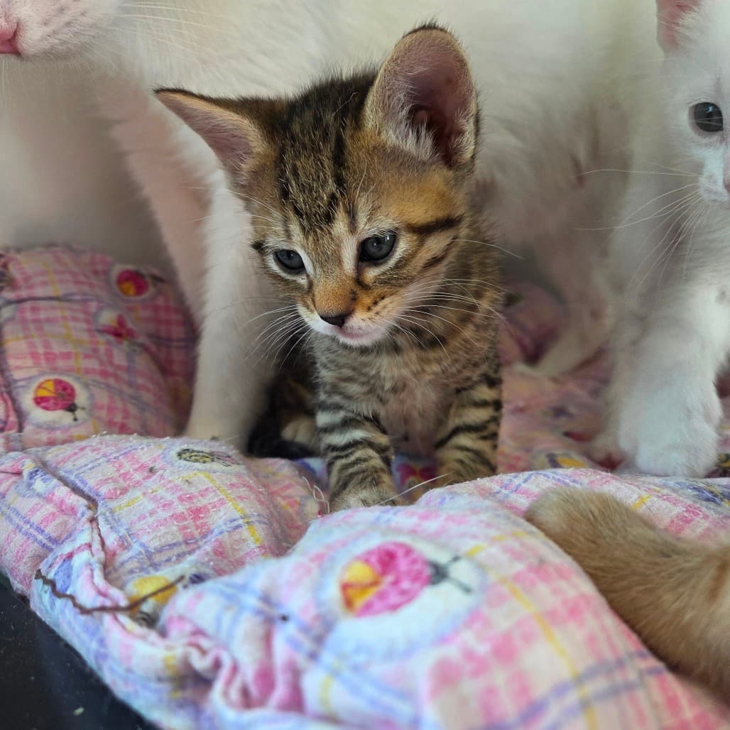 Pisces - Domestic Shorthair available for adoption