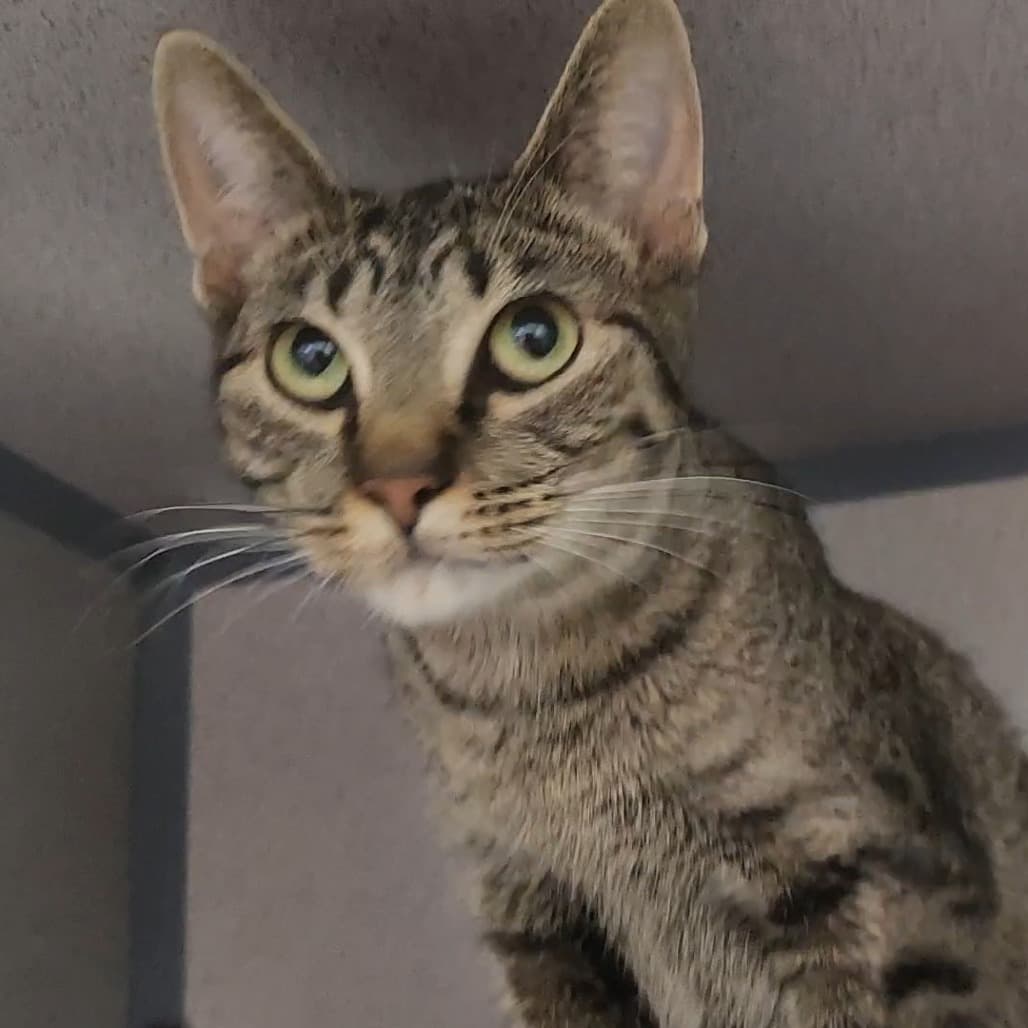 Purrincess Leia - Domestic Shorthair cat available for adoption at Battlefords Humane Society in Saskatchewan