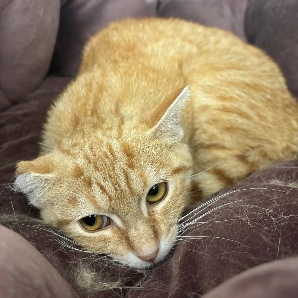 Sam - Domestic Shorthair available for adoption