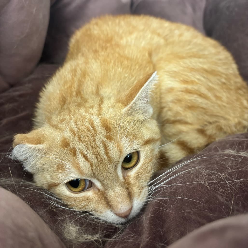 Sam - Domestic Shorthair available for adoption