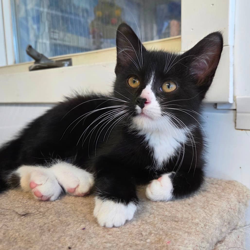 Klaus - Domestic Medium Hair cat available for adoption in Saskatchewan