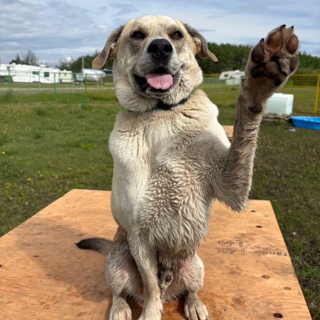 Granger - MIXED BREED available for adoption