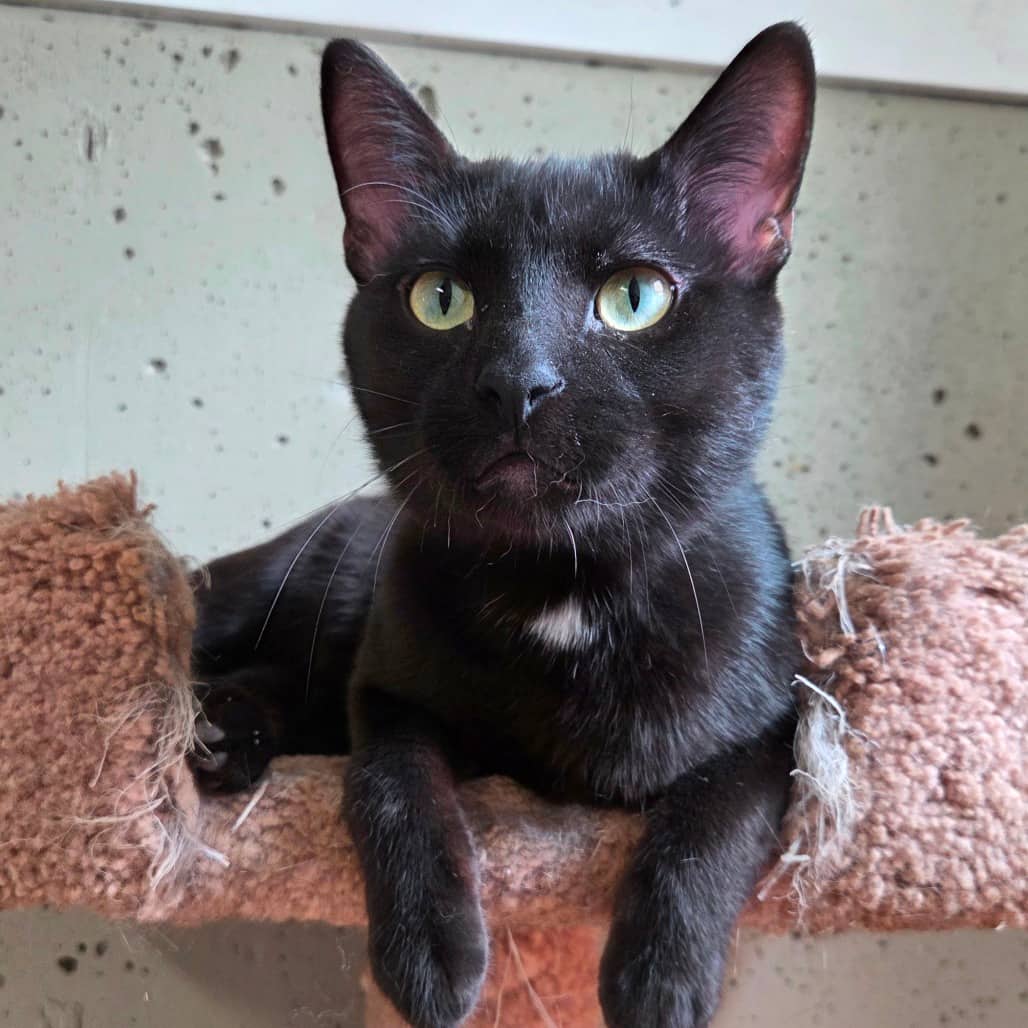 Vlad - Domestic Shorthair available for adoption