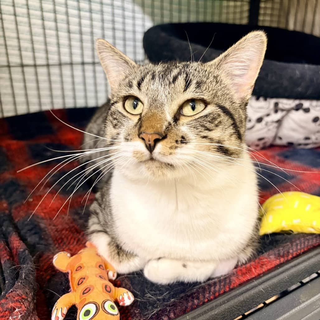 Freddy - Domestic Shorthair cat available for adoption in Saskatchewan