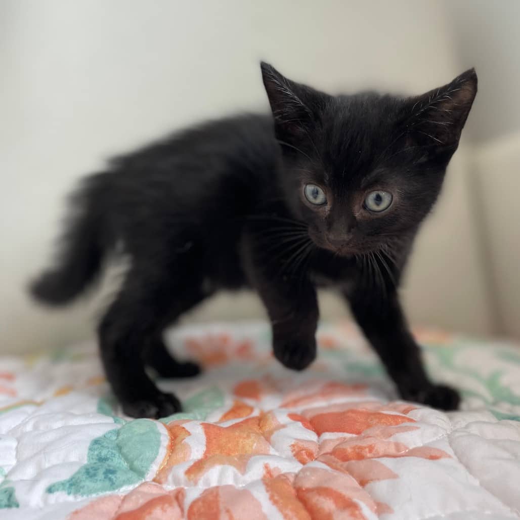 Cricket - Domestic Shorthair available for adoption