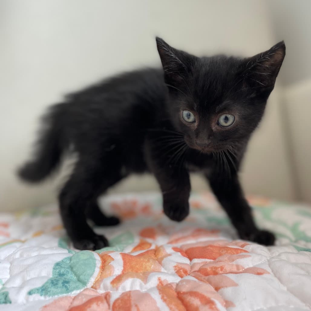 Cricket - Domestic Shorthair available for adoption