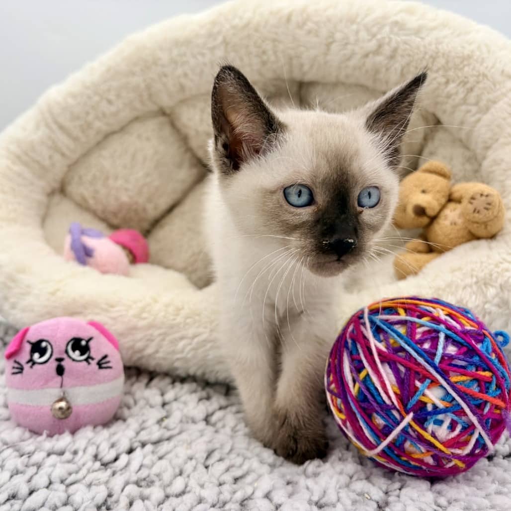 Fluffmallow - Siamese cat available for adoption in Saskatchewan