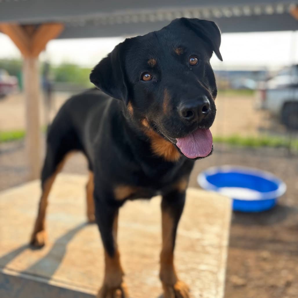 Buggy - ROTTWEILER available for adoption