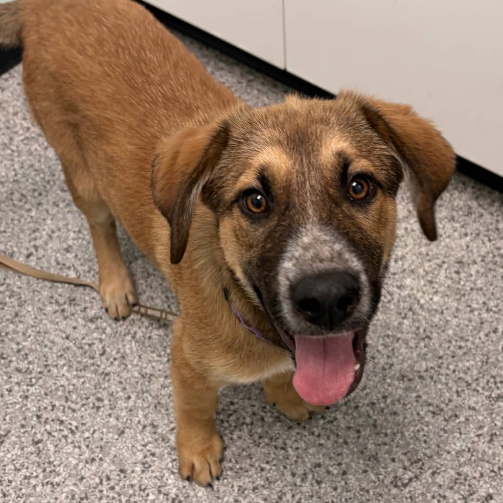 Andy - Shepherd / Mixed Breed (Large) available for adoption in Calgary