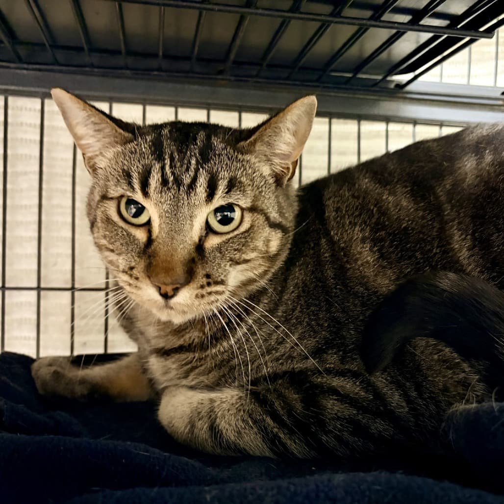 Bran - Domestic Shorthair cat available for adoption at Moose Jaw Humane Society in Saskatchewan