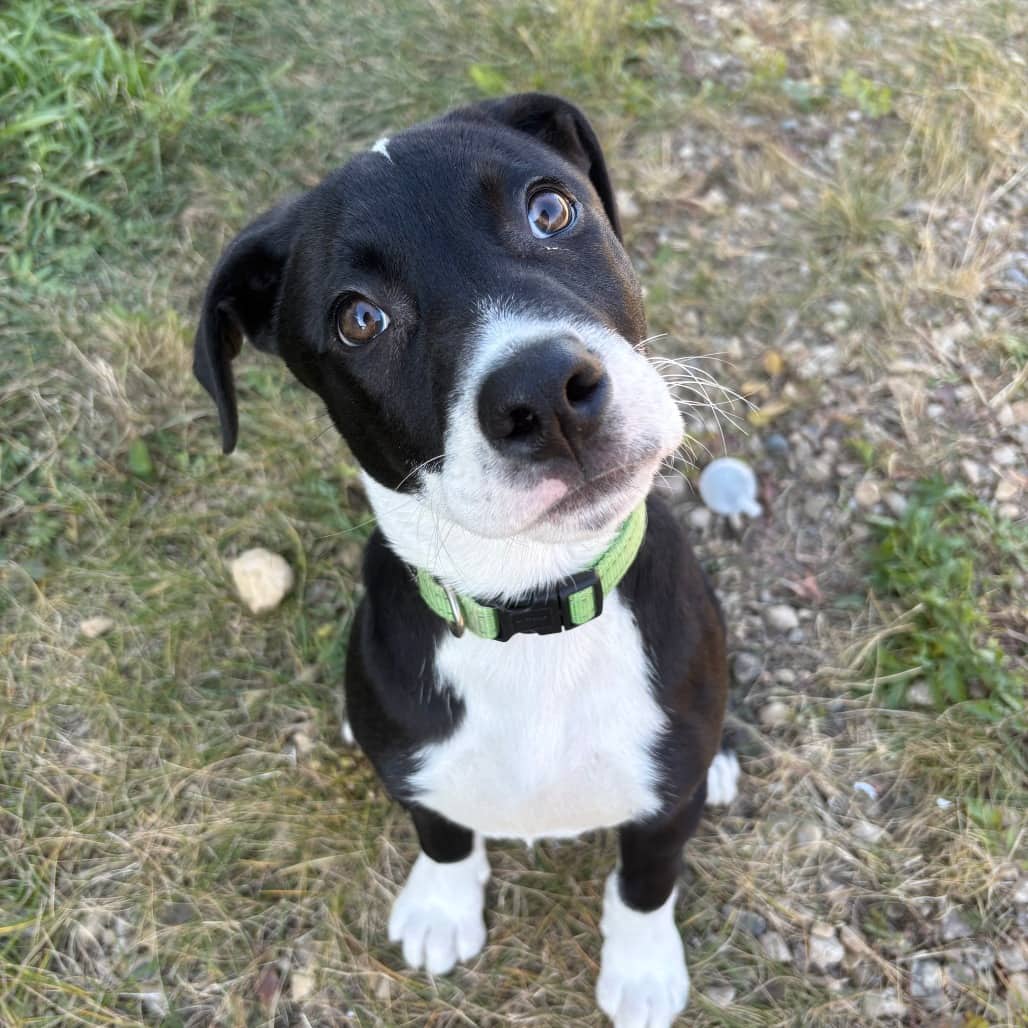Sparky - Terrier / Mixed Breed (Medium) available for adoption in Saskatchewan