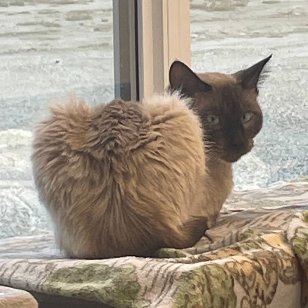 Spock - Siamese cat available for adoption in Saskatchewan