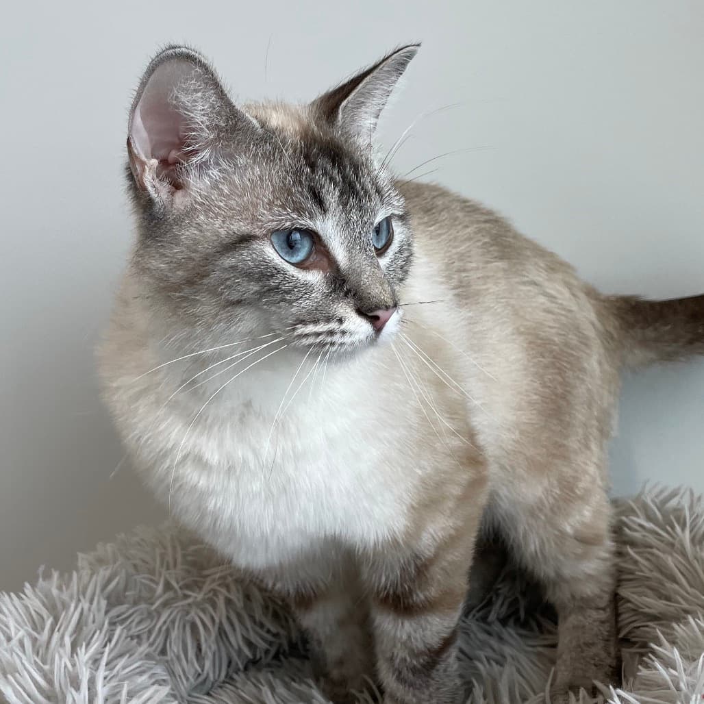 Dairy Queen - Siamese cat available for adoption at Battlefords Humane Society in Saskatchewan
