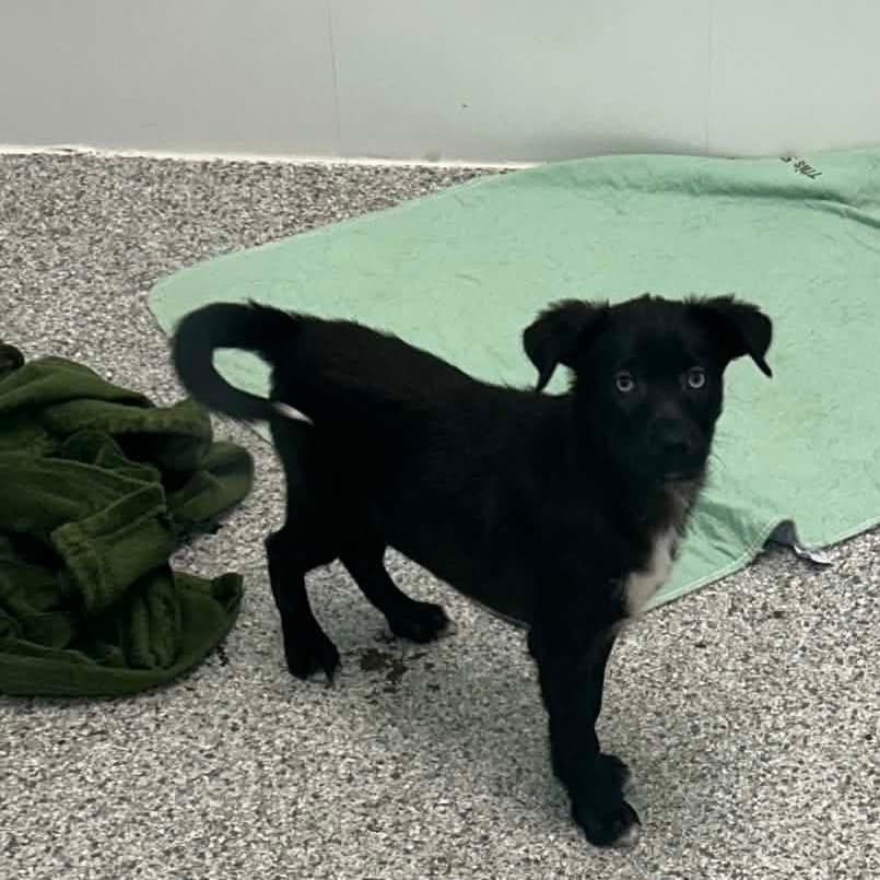 Cove - Mixed Breed (Medium) available for adoption at Saskatoon SPCA in Saskatoon