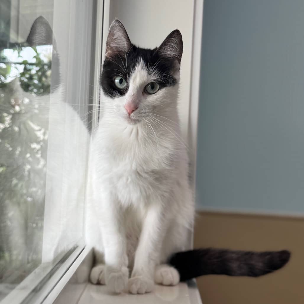 Bianca - Domestic Shorthair available for adoption