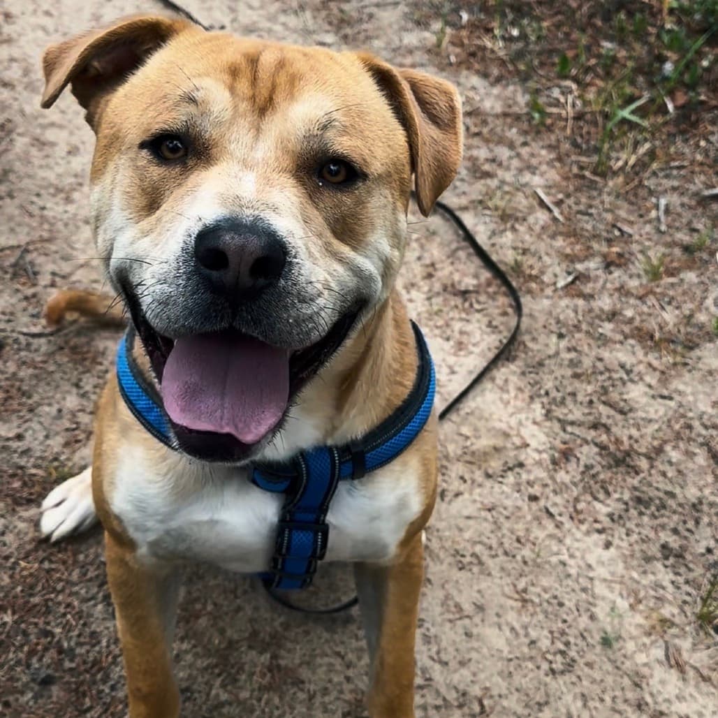 Moose - Mixed Breed (Large) available for adoption
