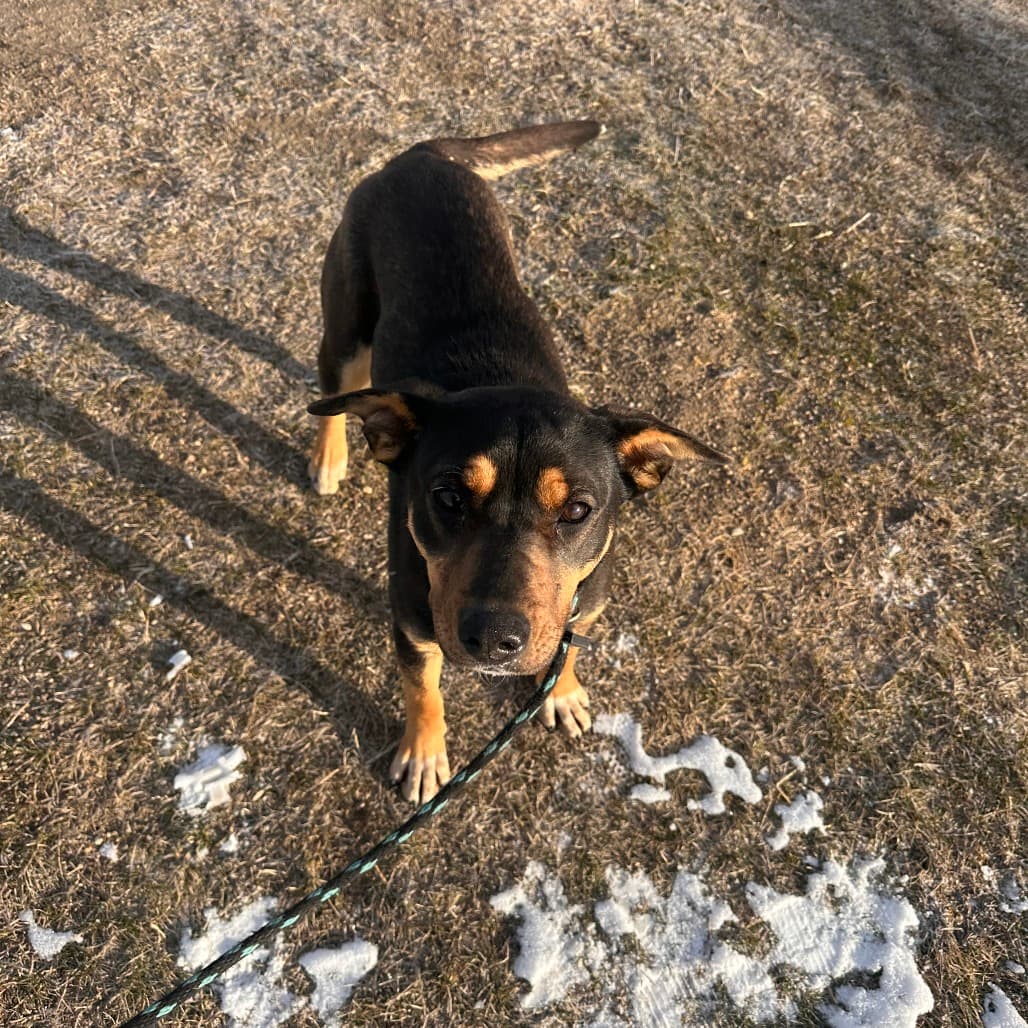 Ziva - SHEPHERD/MIX available for adoption at SCARS in Calgary