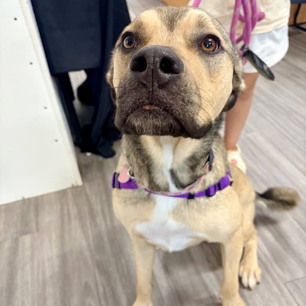 Loki - Terrier, American Pit Bull / Shepherd, German available for adoption in Calgary