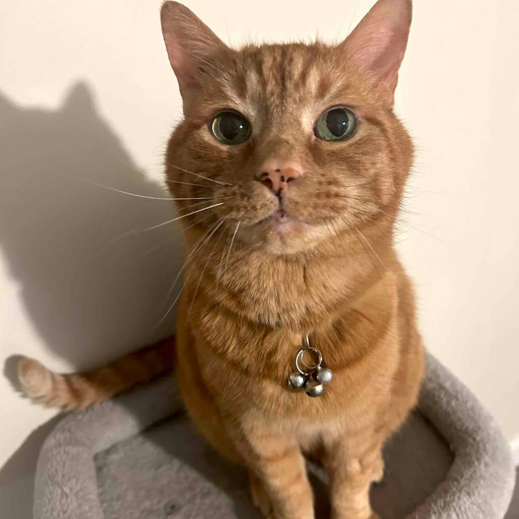 Knuckles - Domestic Shorthair available for adoption