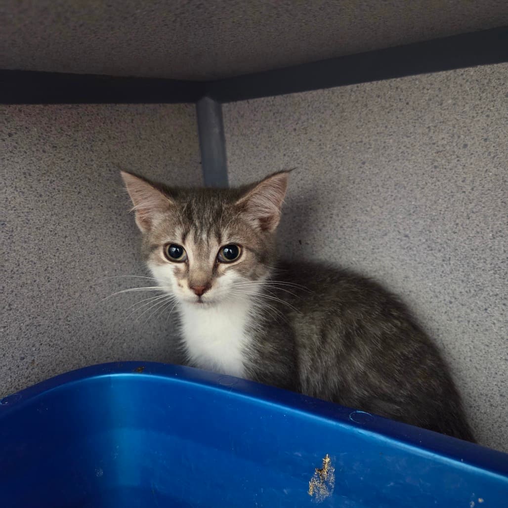 Wheat - Domestic Medium Hair available for adoption