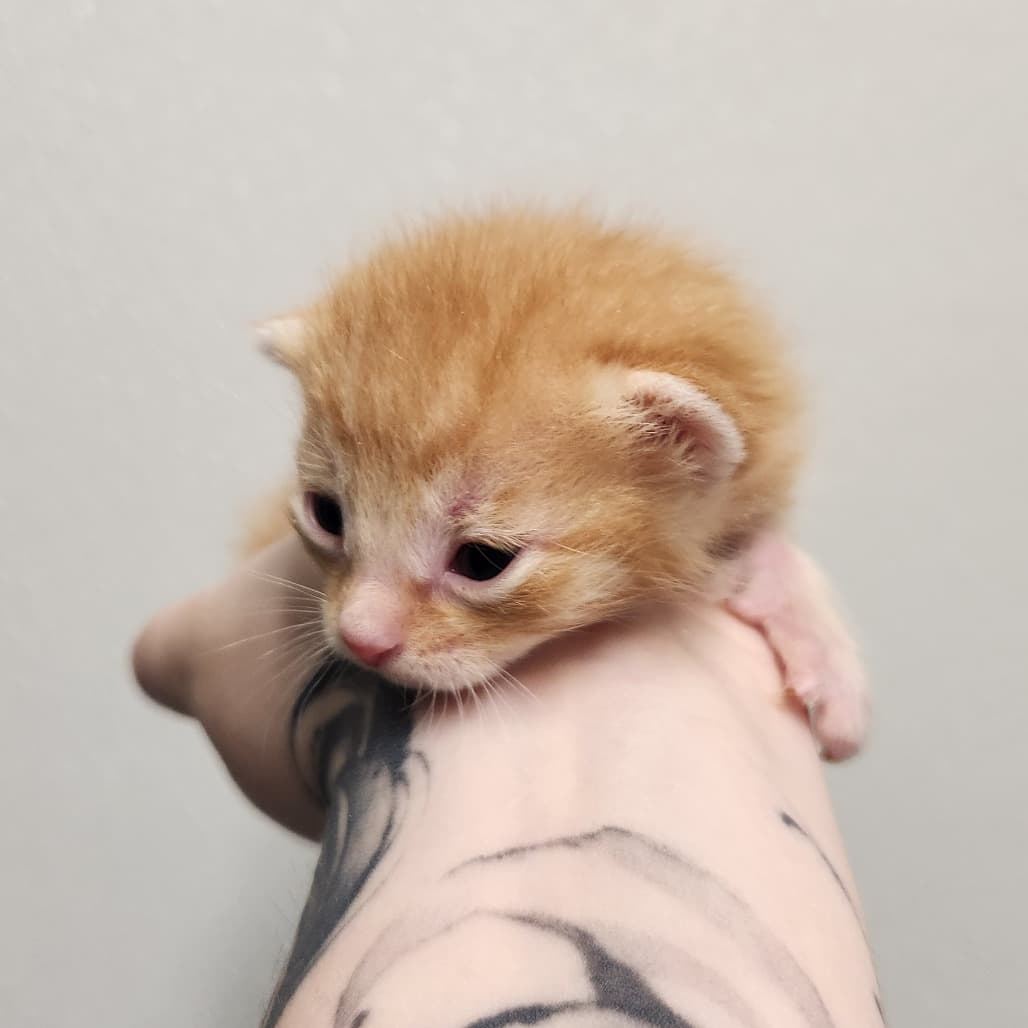 Butterscotch Pudding - Domestic Shorthair cat available for adoption at Battlefords Humane Society in Saskatchewan