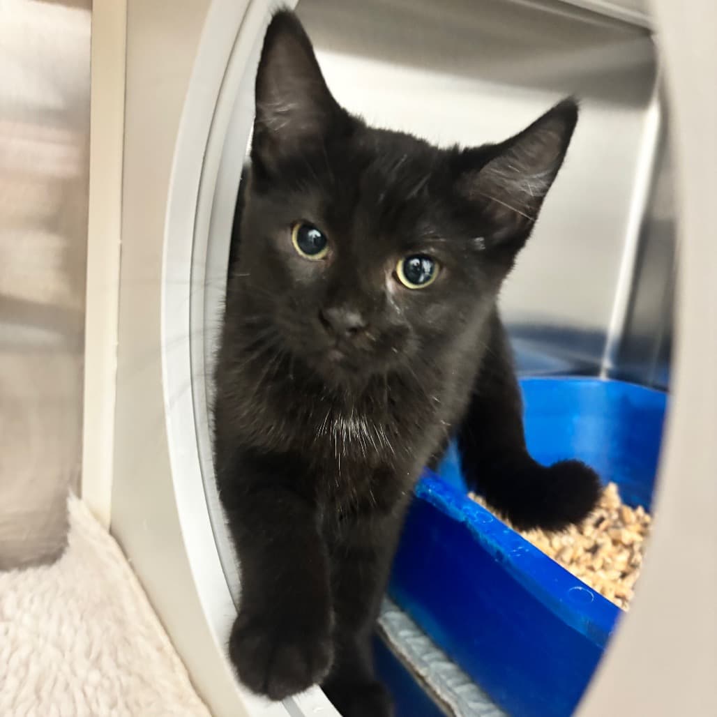 Pansy - Domestic Shorthair cat available for adoption at Saskatoon SPCA in Saskatoon